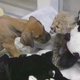 Illustration for article titled This tiny cheetah and his puppy friend will make your day better.